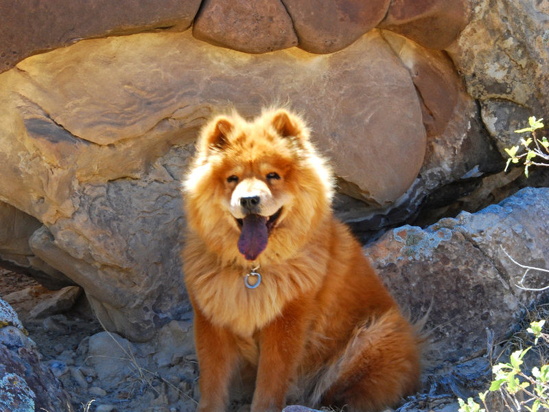 Pixie hiking Ojito Wilderness 2011