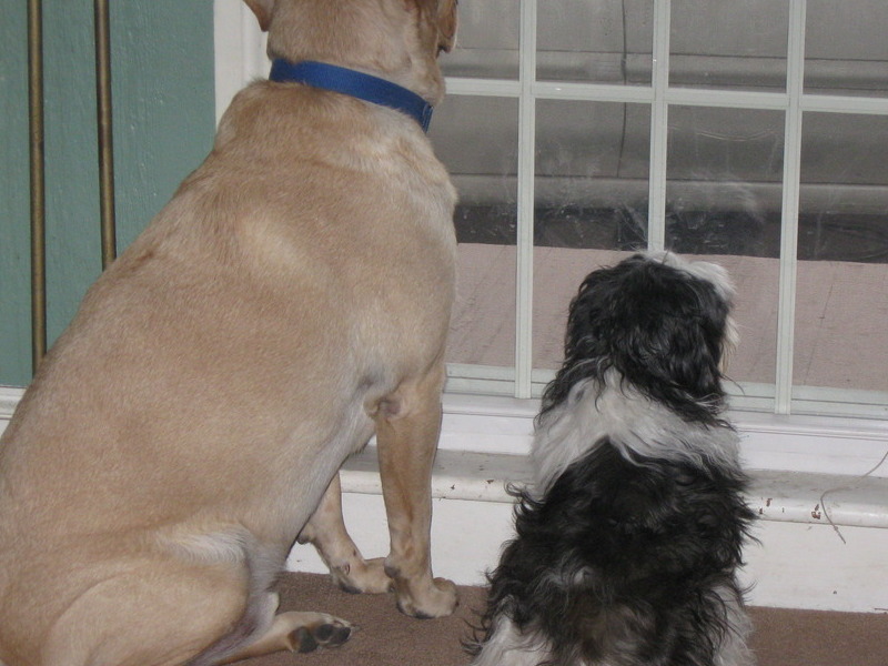 Snickers with his best friend and little brother Choppers- this was there favorite thing to do together.