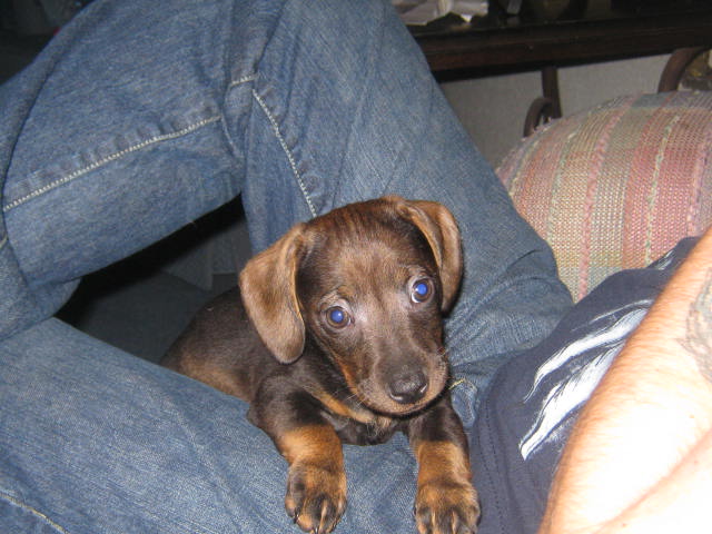 My little man on Daddy's lap.  He loved pictures.