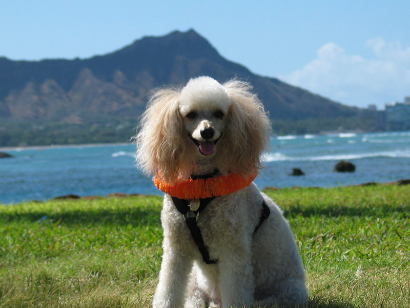Aloha Sam