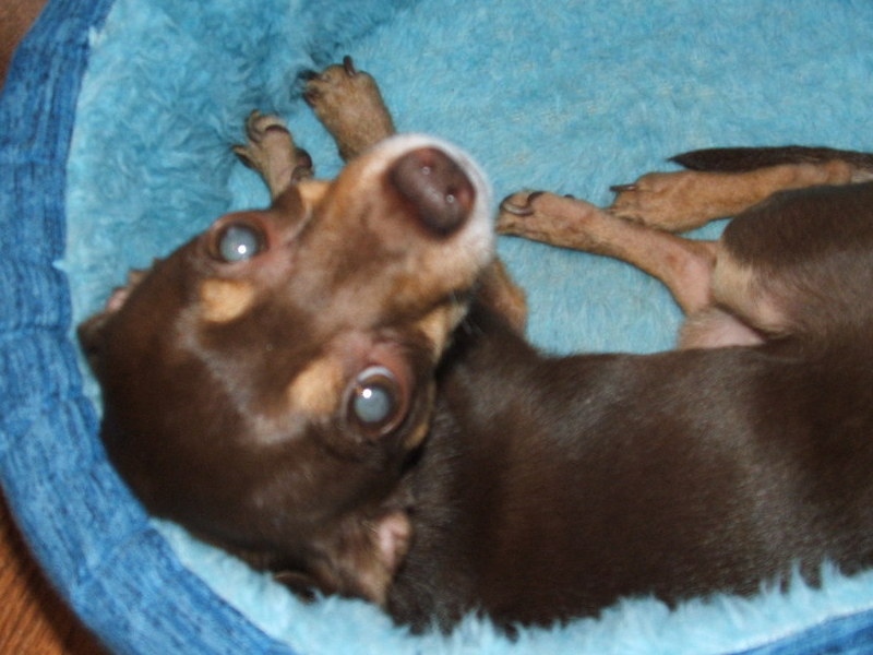 laying in his little bed