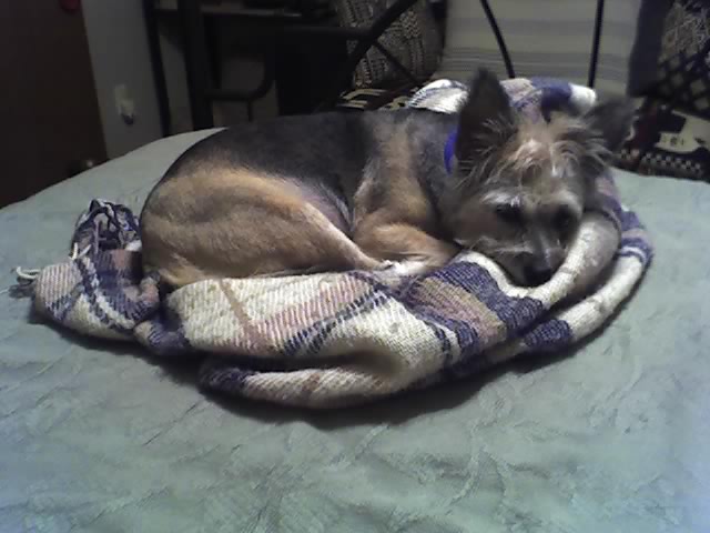 All snug in bed....That was her favorite spot to sleep.