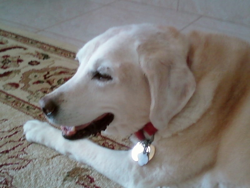 Laying by the fireplace Jan 2011