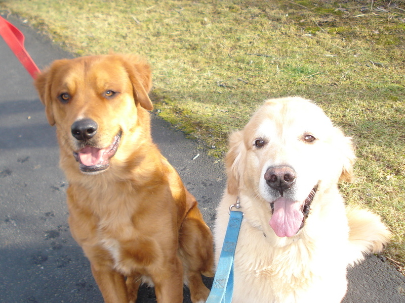 Tucker and Cooper on a walk