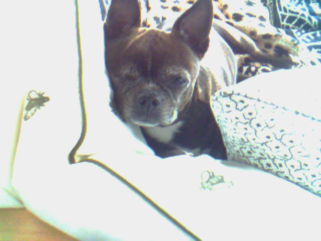 cutie pie