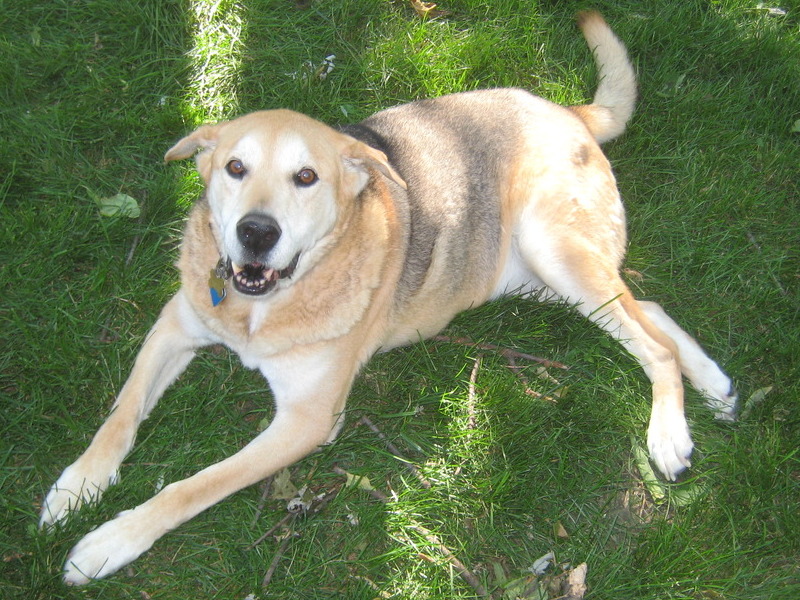 enjoying the grass in summer 2010