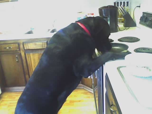 Even the counter tops weren't safe from Josie.