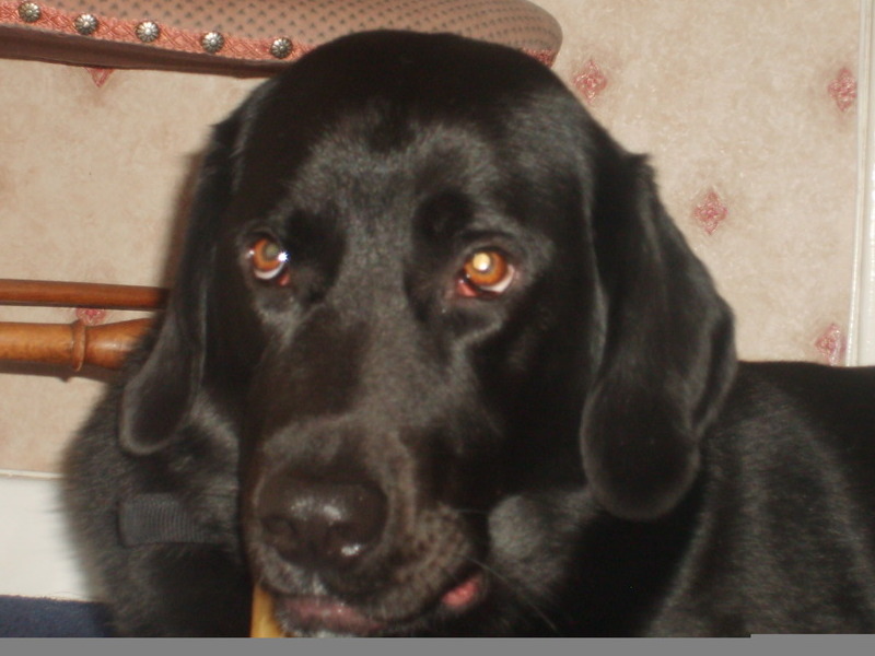 Eating His Favourite Chew