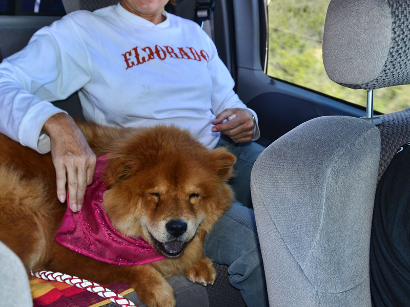 Riding in the pickup