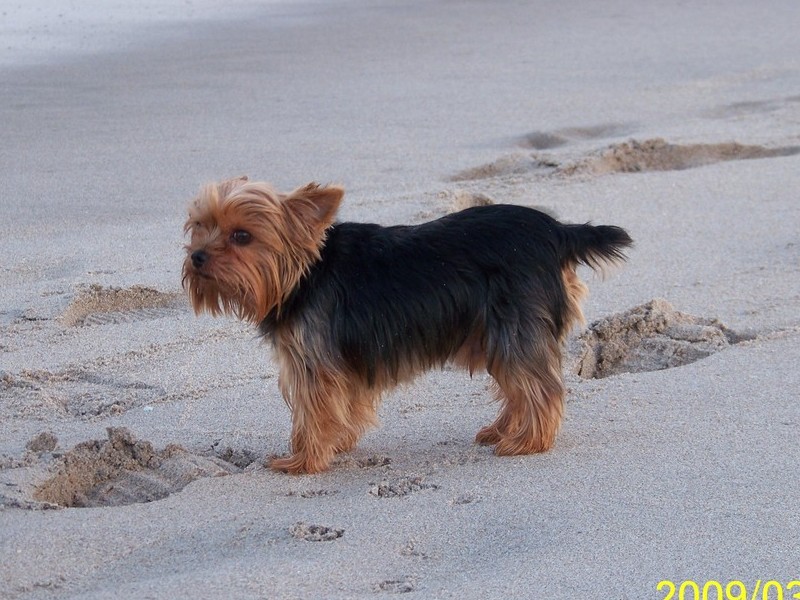 playing on the beach