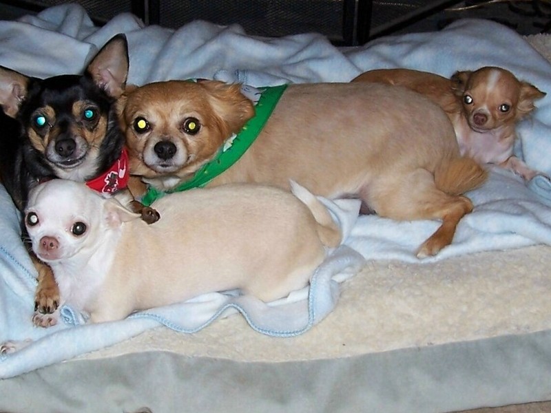 PEBBLES, PENNY, CODY AND GRACIE MAE