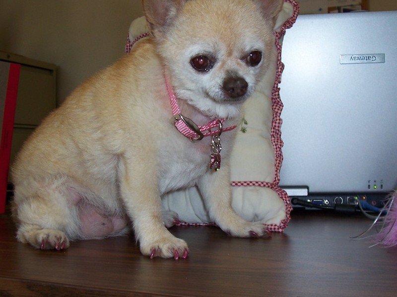 SANDY SITTING ON MY DESK AT WORK