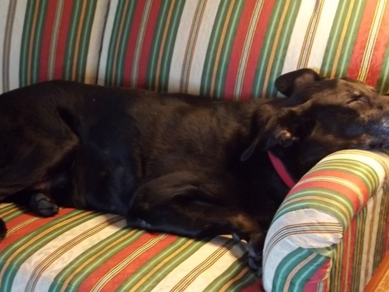 Boda taking a nap