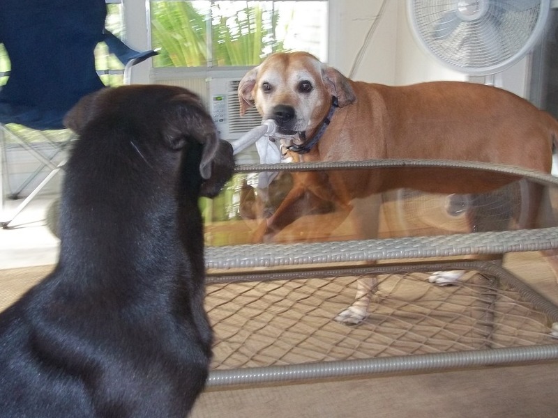Roscoe  Aug 2012