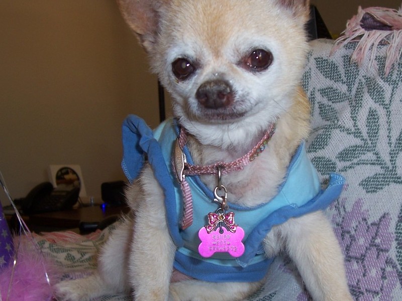 SANDY ON MAMA'S DESK AT WORK ON HER 13TH BIRTHDAY !!