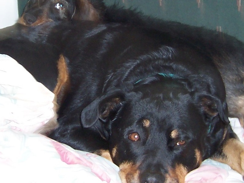 Nina and Mickie sharing Nina's bed - 2004