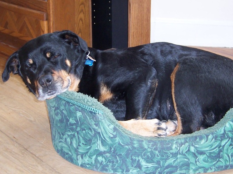 Nina in Mickie's bed - 2004