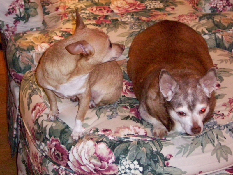 Coco and Nilla on the Couch