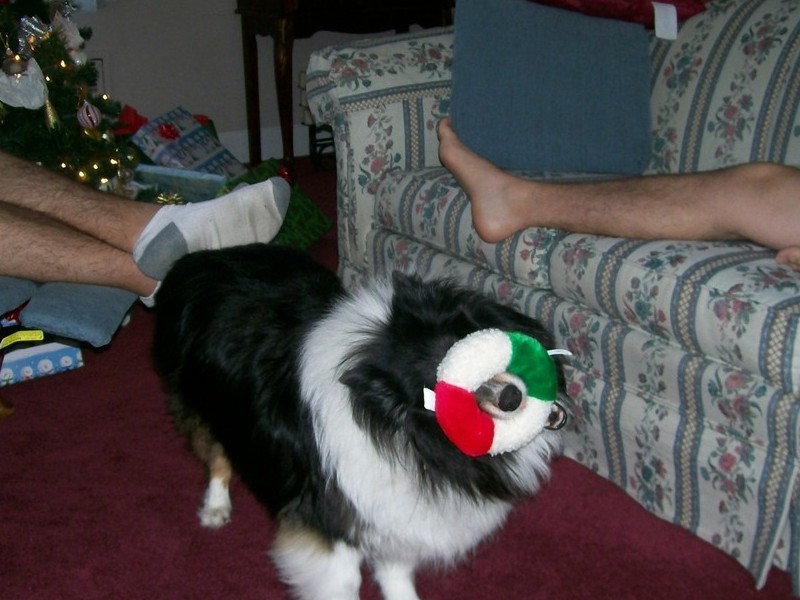 Jazz enjoying her new Santa toy