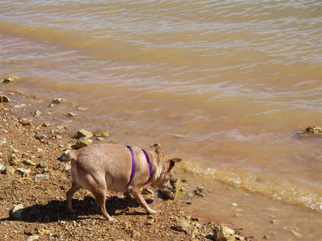 Harley loved to go the lake and go fishing