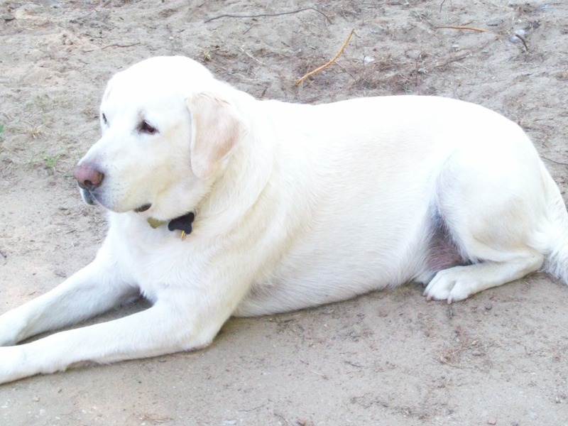 chillin in the yard, in his sand pit!