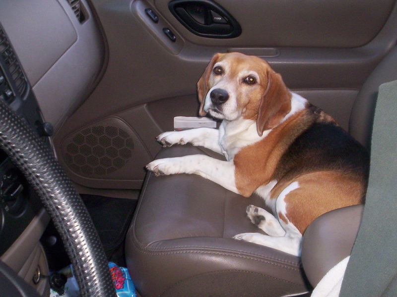 Always the 1st one in the car. Afraid of being left behind.