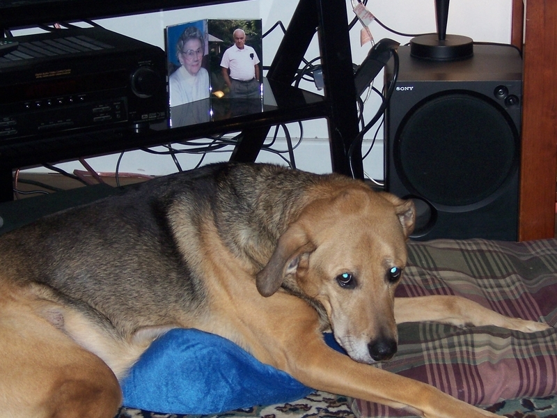 Trub, resting, watching, on her waterbed