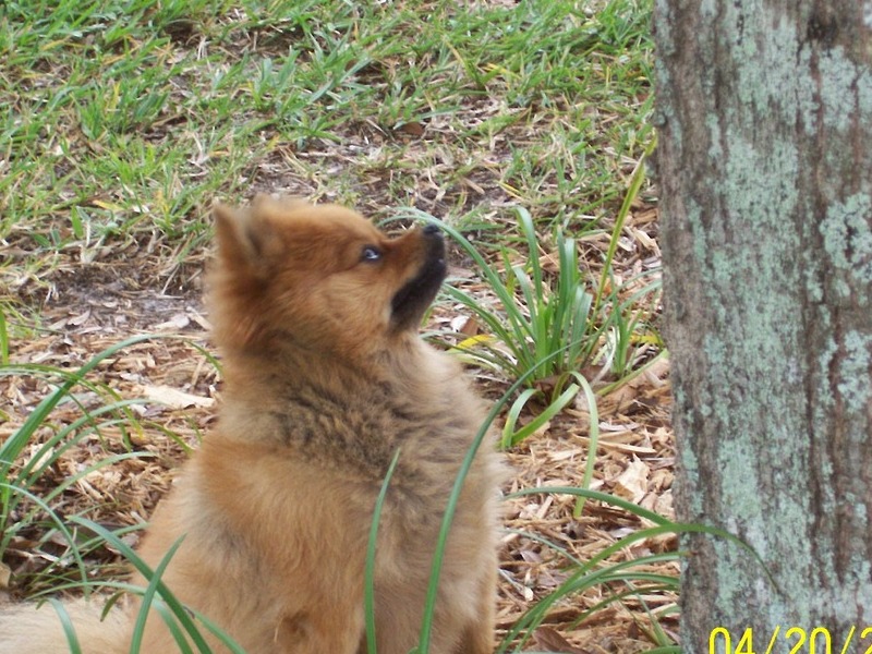 Mom, knock the lizard down for me