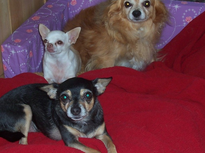 PENNY, PEBBLES AND CODY