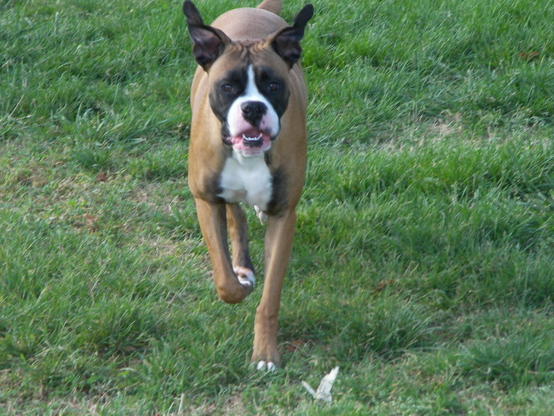 Running through the yard