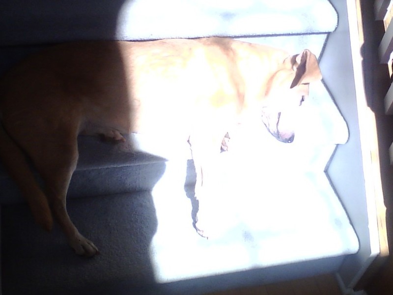 Sun bather