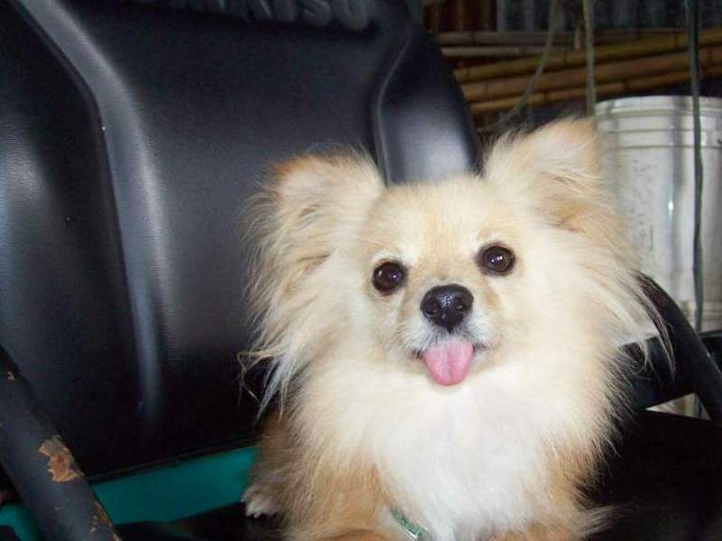 sticking her tongue