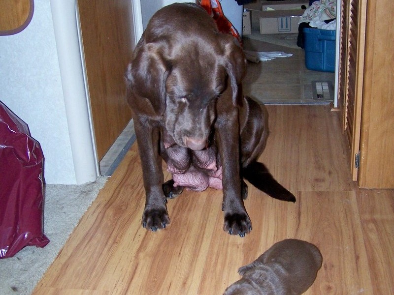 puppy sniffing for mommy