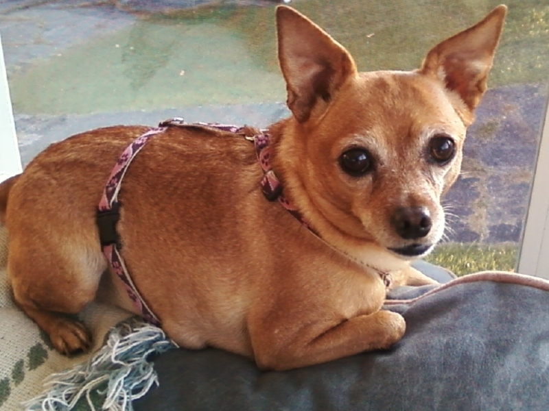 She loved to lay on the back of the couch and look out