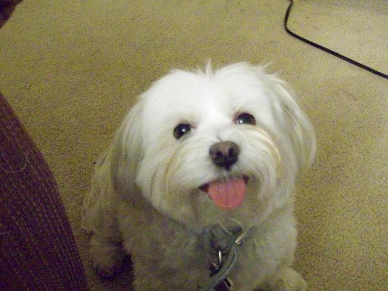 happy dog