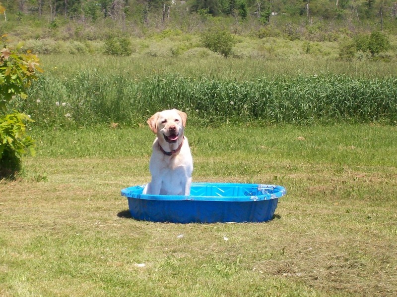 Waiting for his pool to be filled up