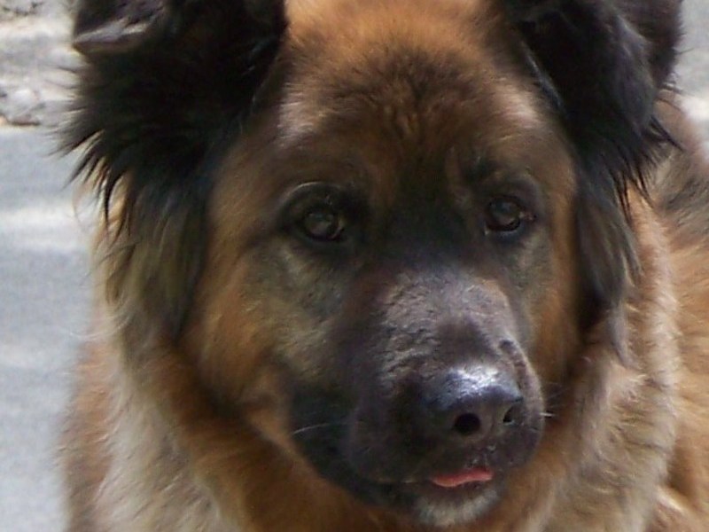 My bear