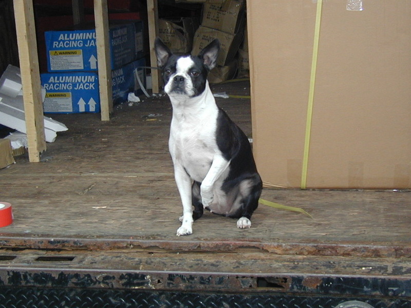 Lily in truck