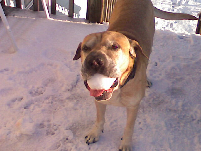 he loved snow balls