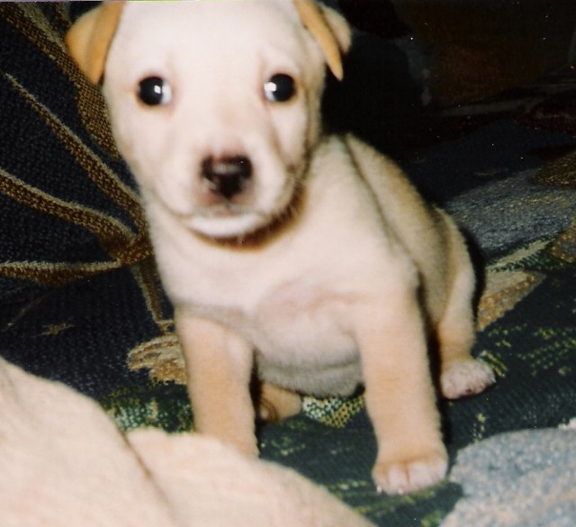 Cayce as a puppy