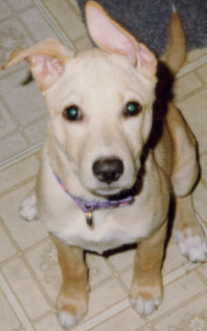 Cayce as a puppy