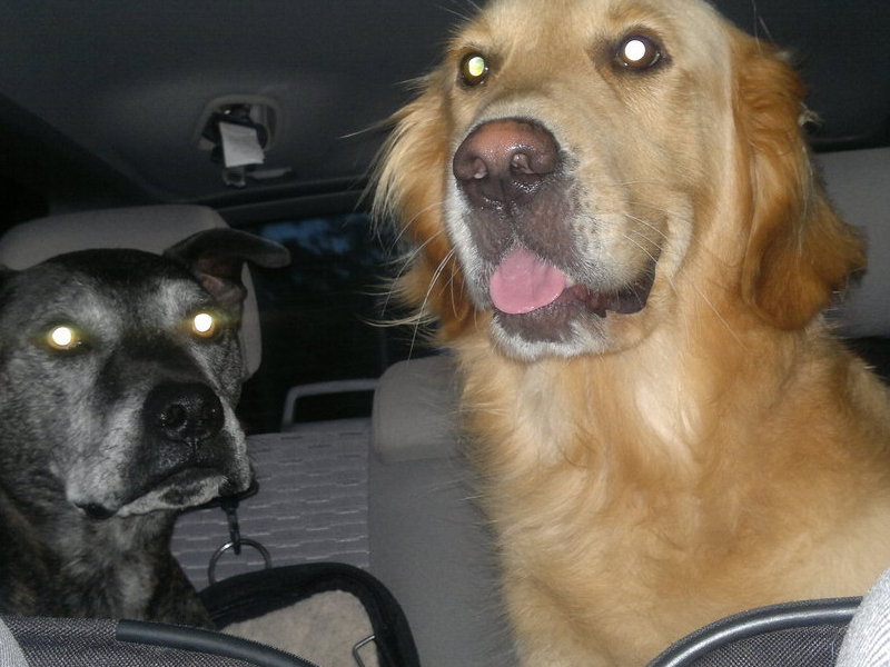 Tyson and his best friend Harley going for a ride in the car