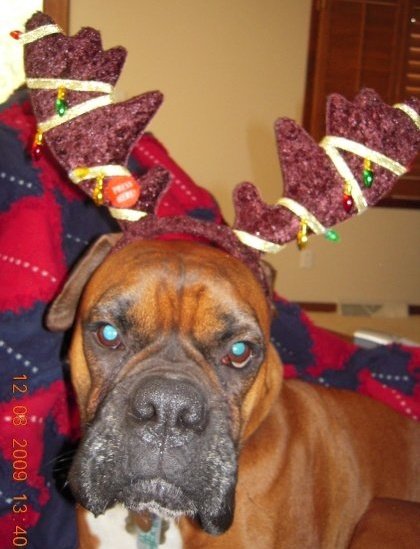 Sugar Ray the Reindeer