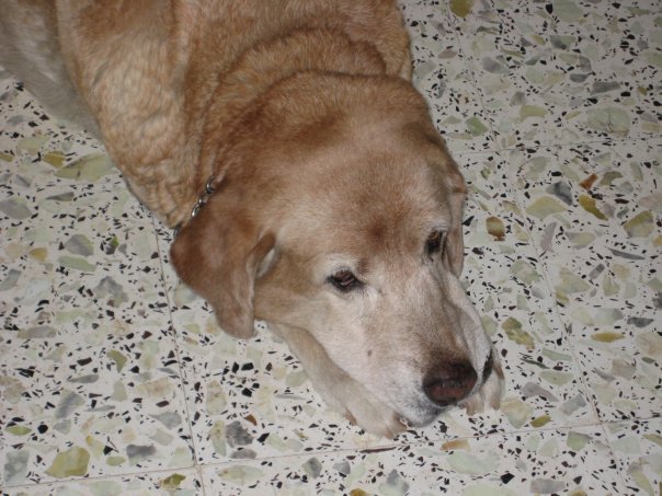 Lassie using her melting brown eyes to advantage