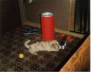 photo caption