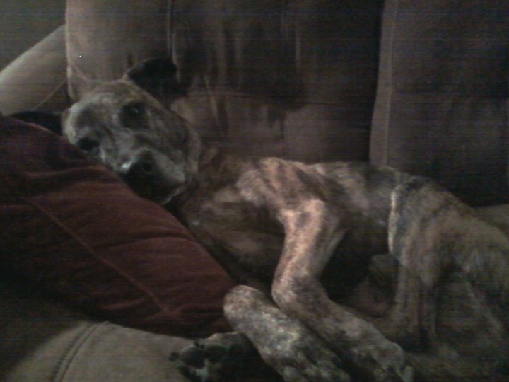 MY PUPPY LOOKING CUTE ON THE COUCH