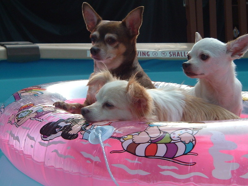 Pedro in Pool with Tinker and Bee Bee