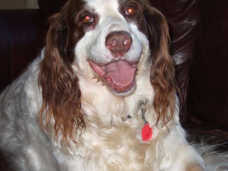 Bentley's big smile . . . we will always remember it