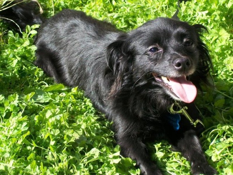 Chilling in the grass, a happy pup...