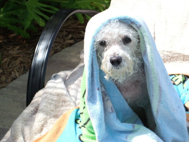 I fell in the pool!
